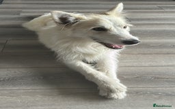Mixed Breed dogs for sale: Husky X Terrier - Image 1