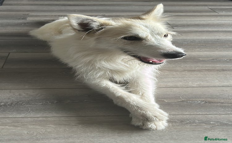 Mixed Breed dogs - Advert 1