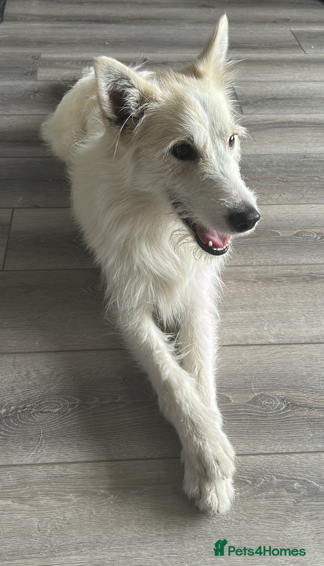 Mixed Breed dogs for sale: Husky X Terrier - Image 1