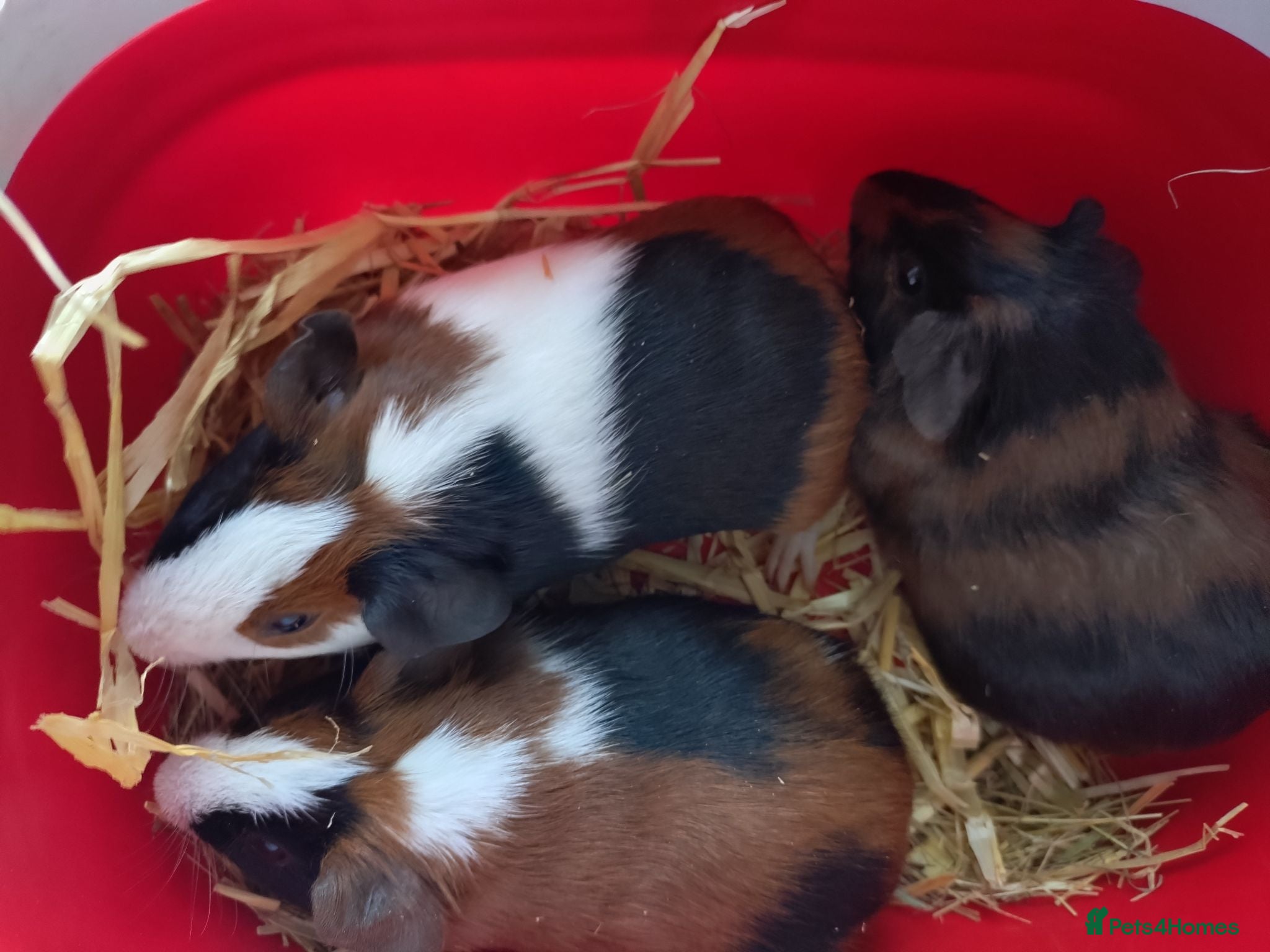 Guinea Pig rodents Baby guinea pigs males  - Advert 1