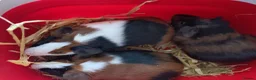 Guinea Pig rodents for sale: Baby guinea pigs males  - Advert 1