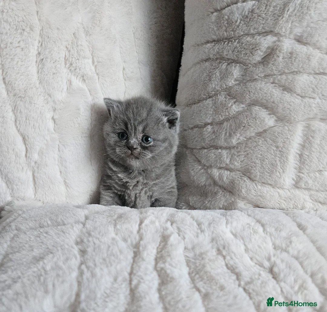 British Shorthair cats for sale: Gorgeous 4 week old health tested BSH - Advert 6