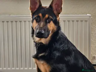 German Shepherd dogs Gorgeous GSD Male - Advert 1