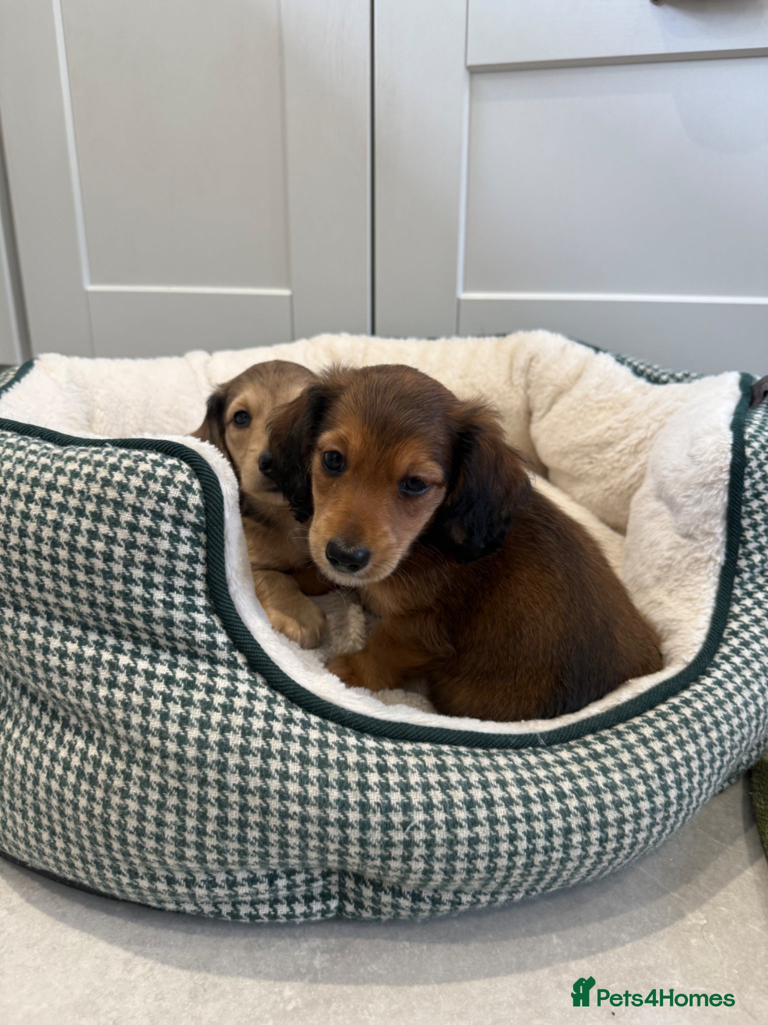Miniature Dachshund dogs READY NEXT WK KC LH MINIATURE DACHSHUND PUPPY - Advert 12