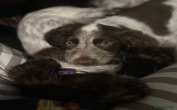 Cocker Spaniel dogs for sale: Little boy for rehoming  - Image 6