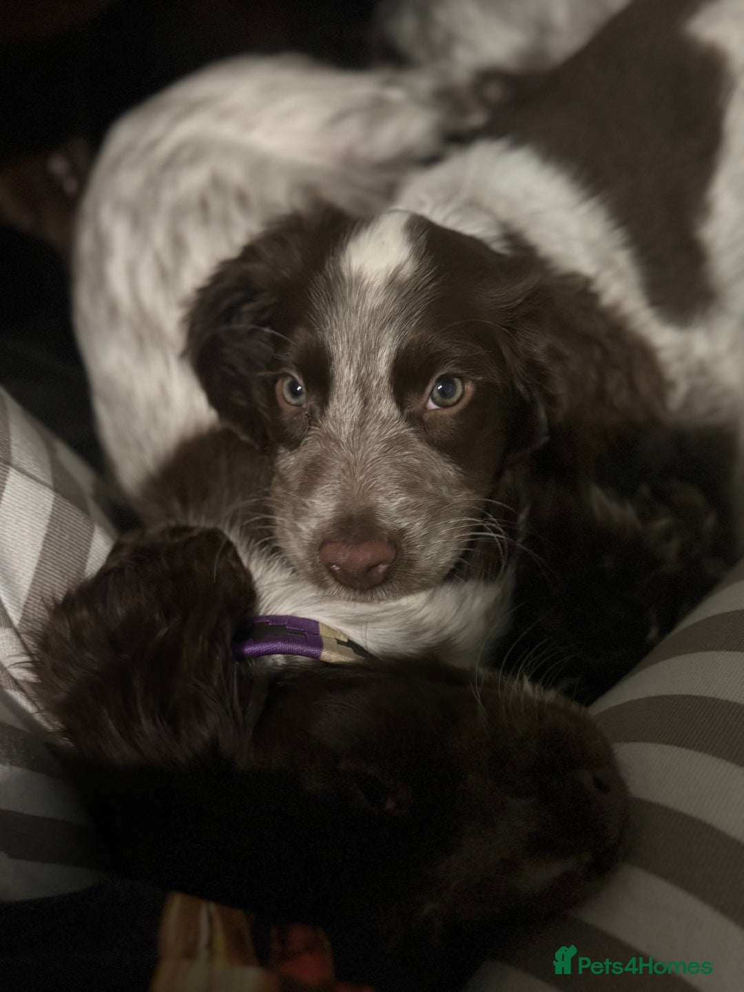 Cocker Spaniel dogs for sale: Little boy for rehoming  - Image 6