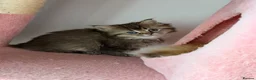 British Longhair cats for sale: Exquisite British Kittens – Golden & Colourpoint  - Advert 6