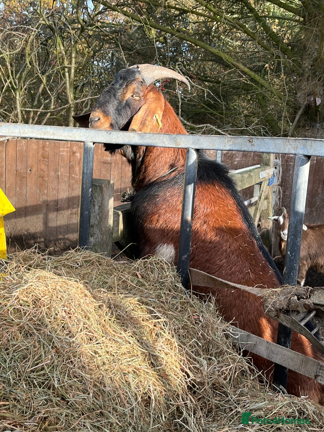 Goats livestock for sale: Billy goat  - Advert 2