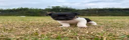 Jack Russell dogs for sale: Jack Russell Pups. - Advert 3