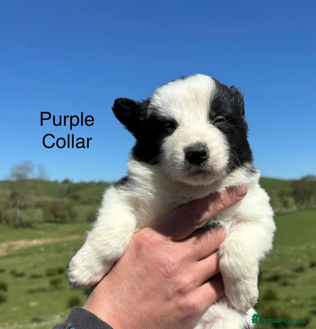 Border Collie dogs for sale: Border Collie Puppies - Advert 12