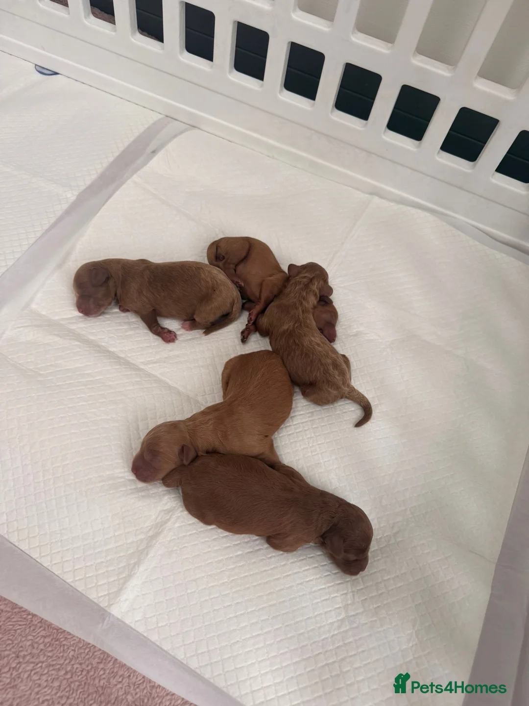 Toy Poodle dogs for stud: Kc Health tested fox red Toy poodle for stud - Advert 2