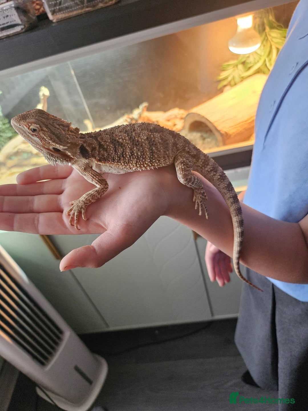 Bearded Dragon reptiles for sale: Bearded dragons  - Image 4