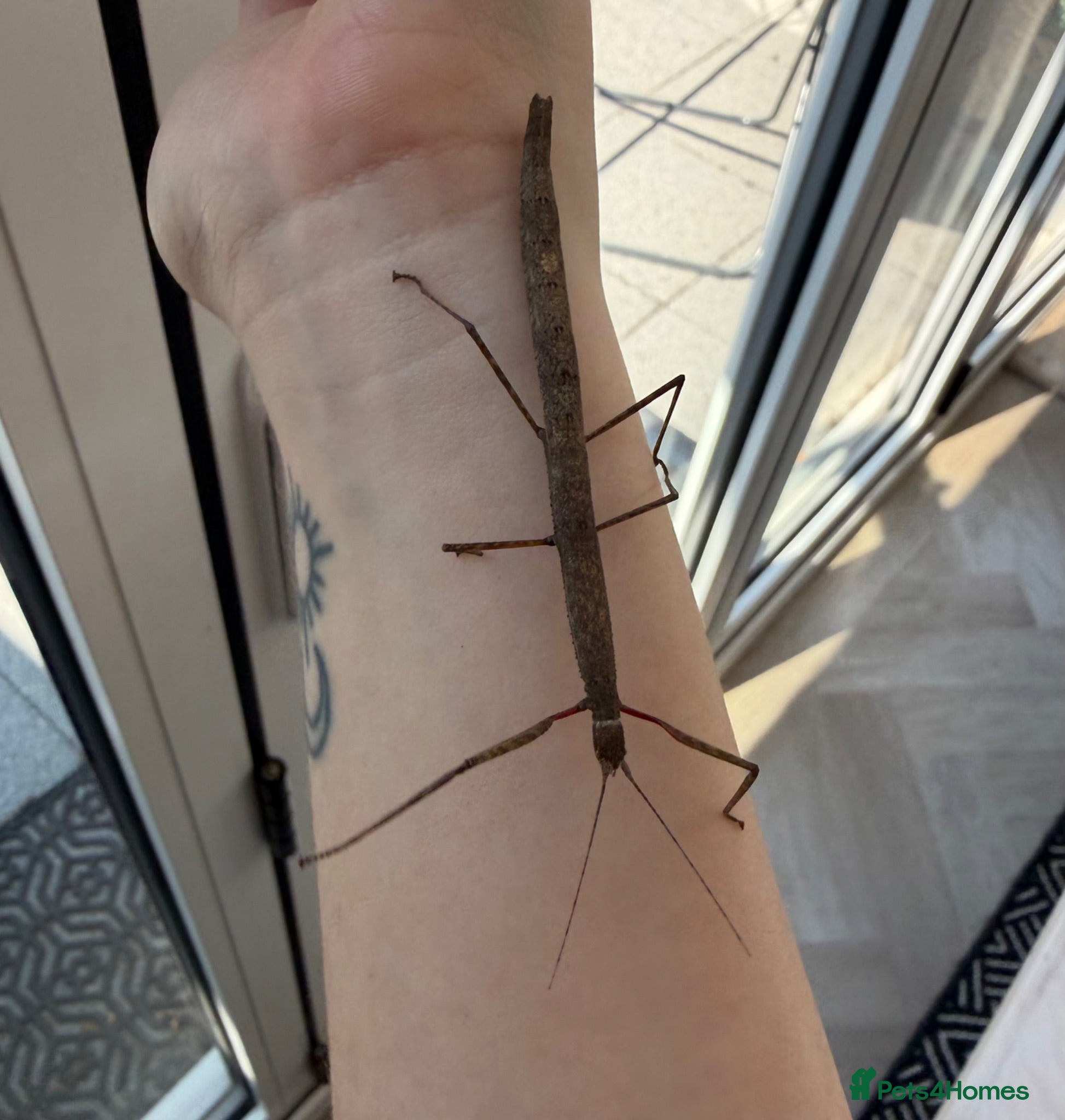 Stick Insects invertebrates FREE Indian Stick Insects Nymphs/ Enclosure £5  - Advert 1