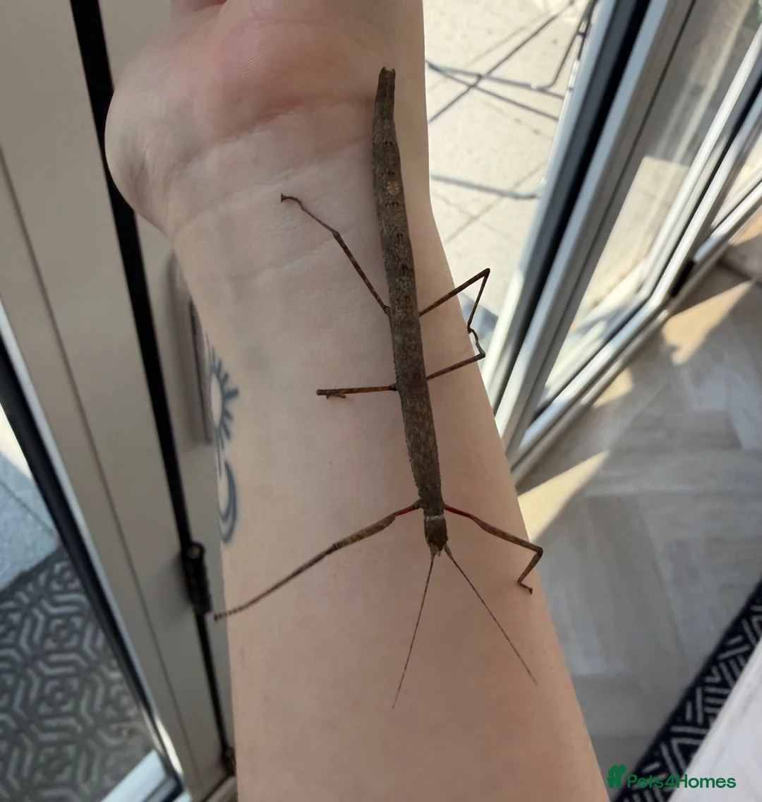 Stick Insects invertebrates for sale: FREE Indian Stick Insects Nymphs/ Enclosure £5  - Advert 1