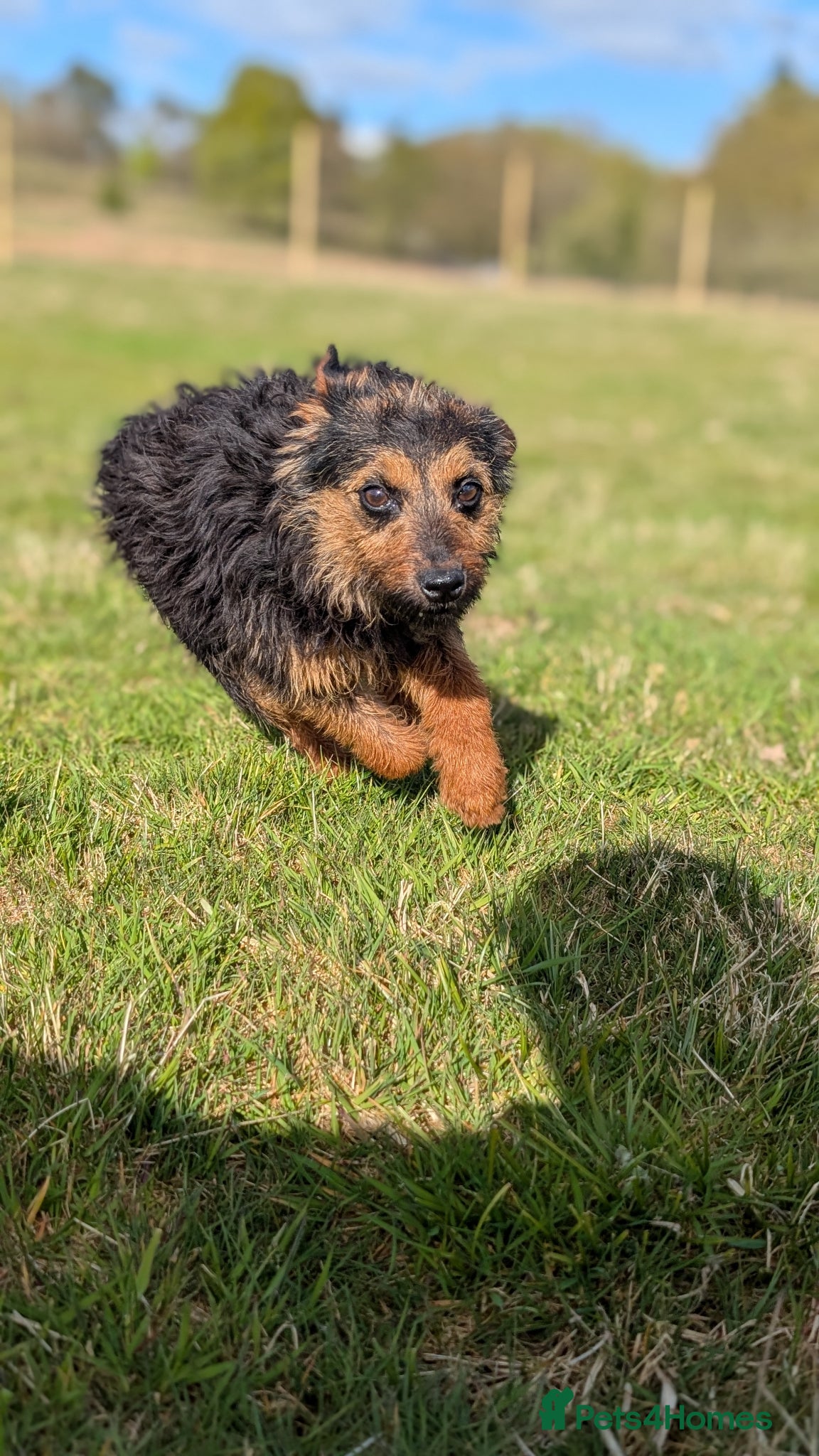 Mixed Breed dogs Maggie - Border X Bedlington Terrier - Advert 3