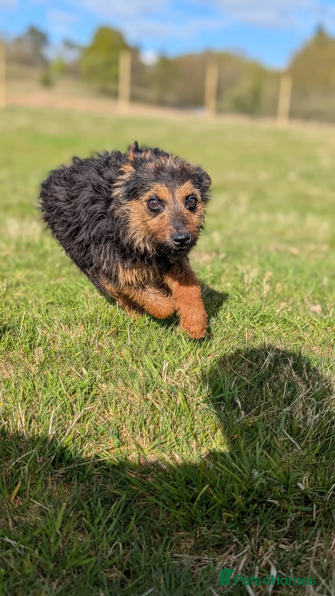 Mixed Breed dogs for sale: Maggie - Border X Bedlington Terrier - Advert 1