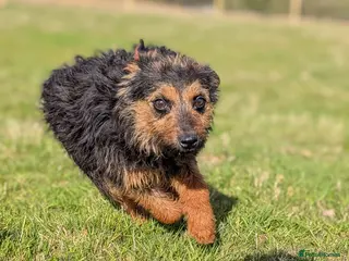 Mixed Breed dogs Maggie - Border X Bedlington Terrier - Advert 7