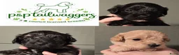 Toy Poodle dogs for sale: Rare tri colour MALTIPOO Exquisite 5⭐️licensed - Advert 3