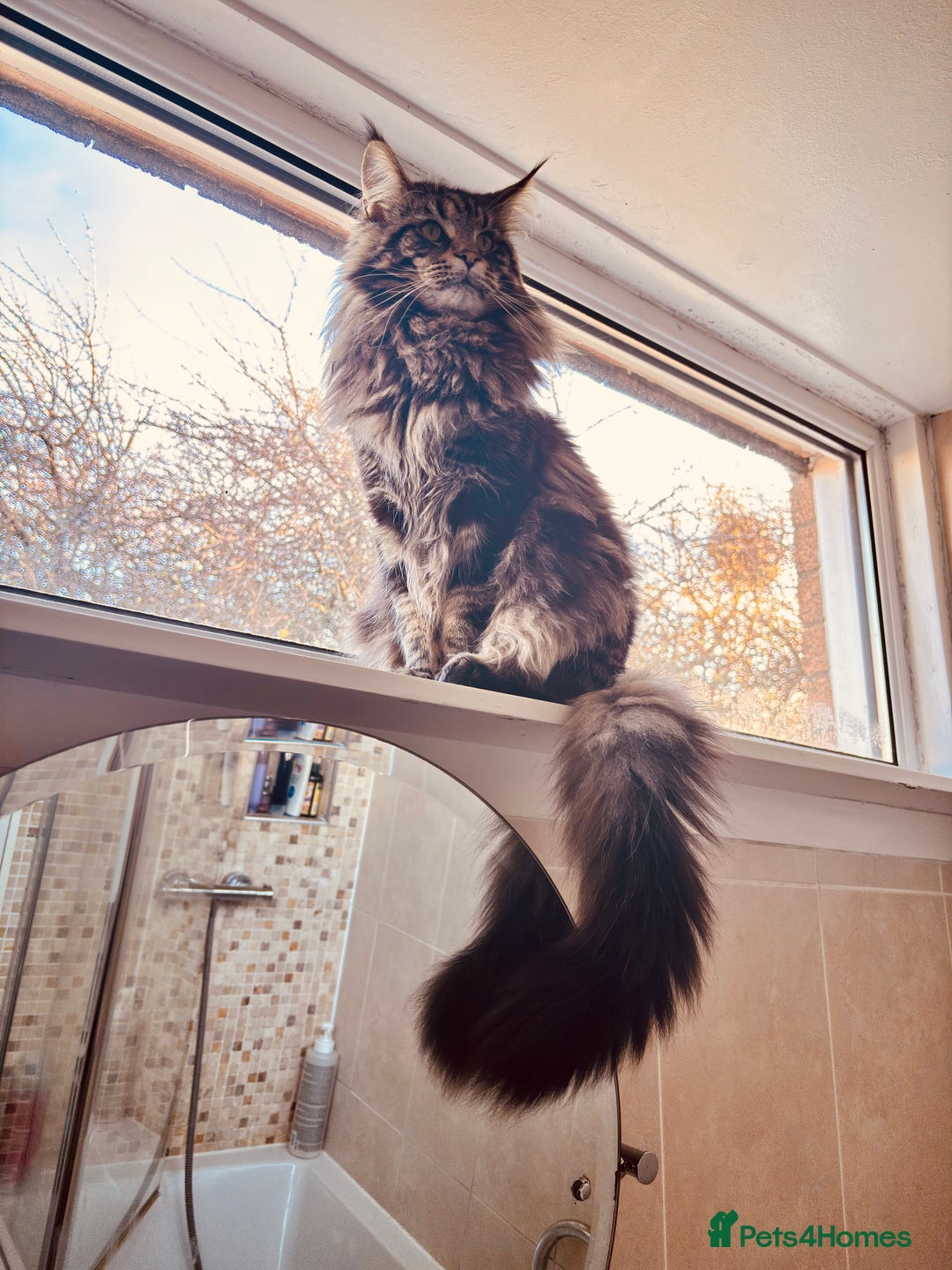 Maine Coon cats for stud: Tabby Mainecoon For Stud - Advert 2