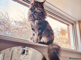 Maine Coon cats Mainecoon For Stud - Advert 14