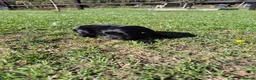 Cocker Spaniel dogs for sale: KC Show Type Cocker Spaniels - Advert 11