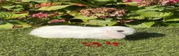 Mini Lop rabbits for sale: Pure bred mini lops . - Advert 21