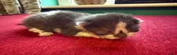 Norwegian Forest Cat cats for sale: 4 super loving fluffy kitties  - Advert 7