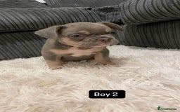 French Bulldog dogs for sale: 8 weeks-Stunning Pink & lilac French bulldog pups  - Image 6