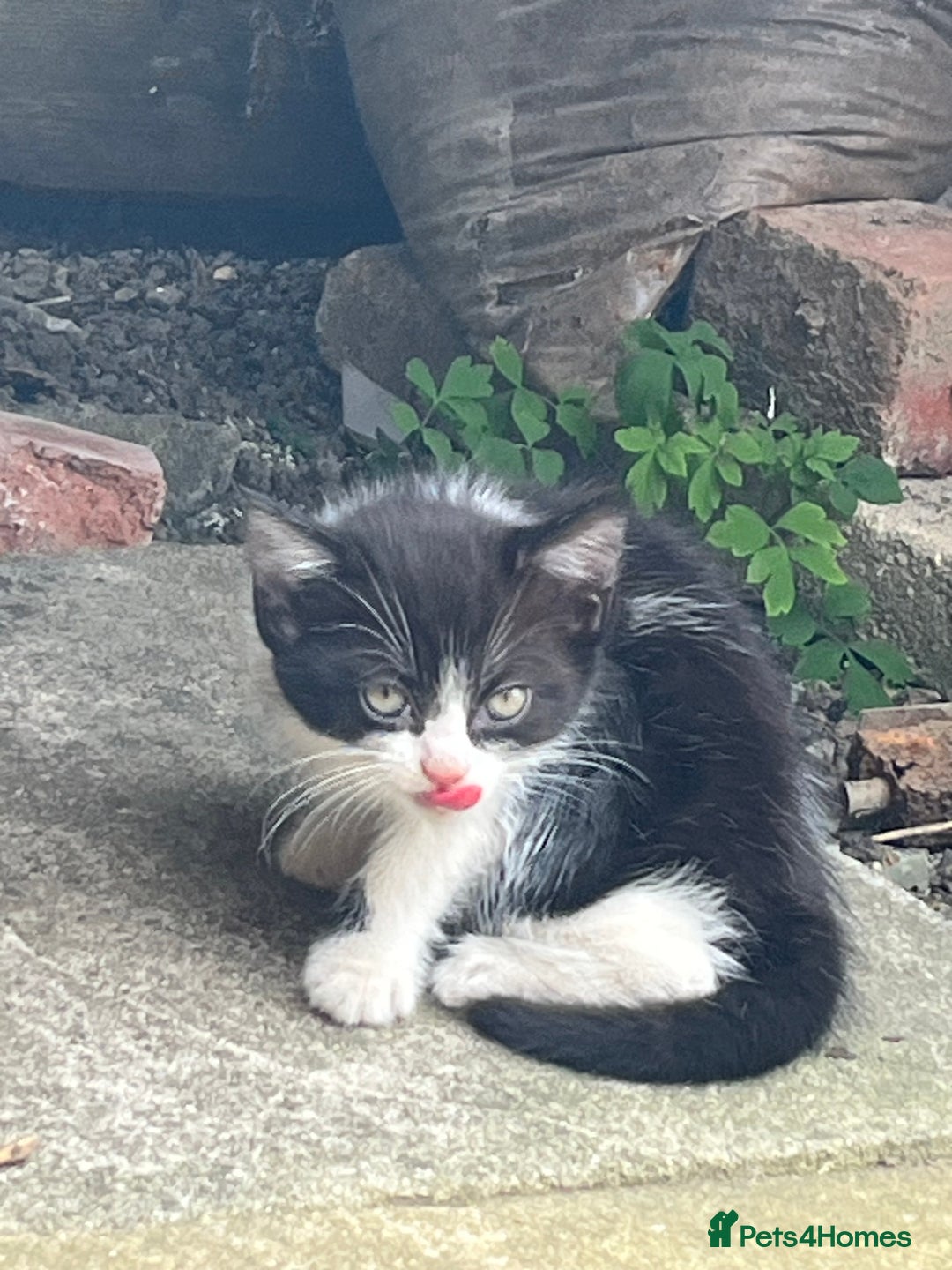 Mixed Breed cats for sale: KITTENS 🌈🐱 - Image 1