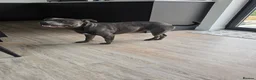 Staffordshire Bull Terrier dogs for stud: FOR STUD – Blue Staffordshire Bull Terrier. in Morecambe - Advert 9