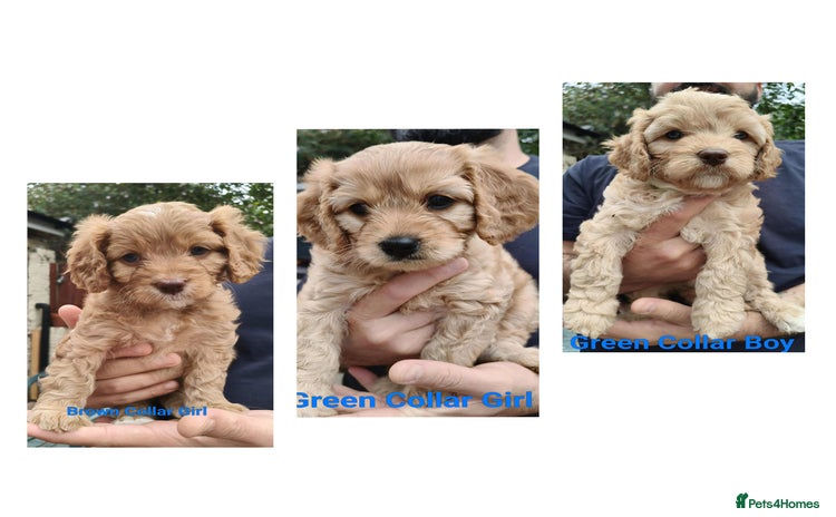 Cavapoo dogs - Advert 12