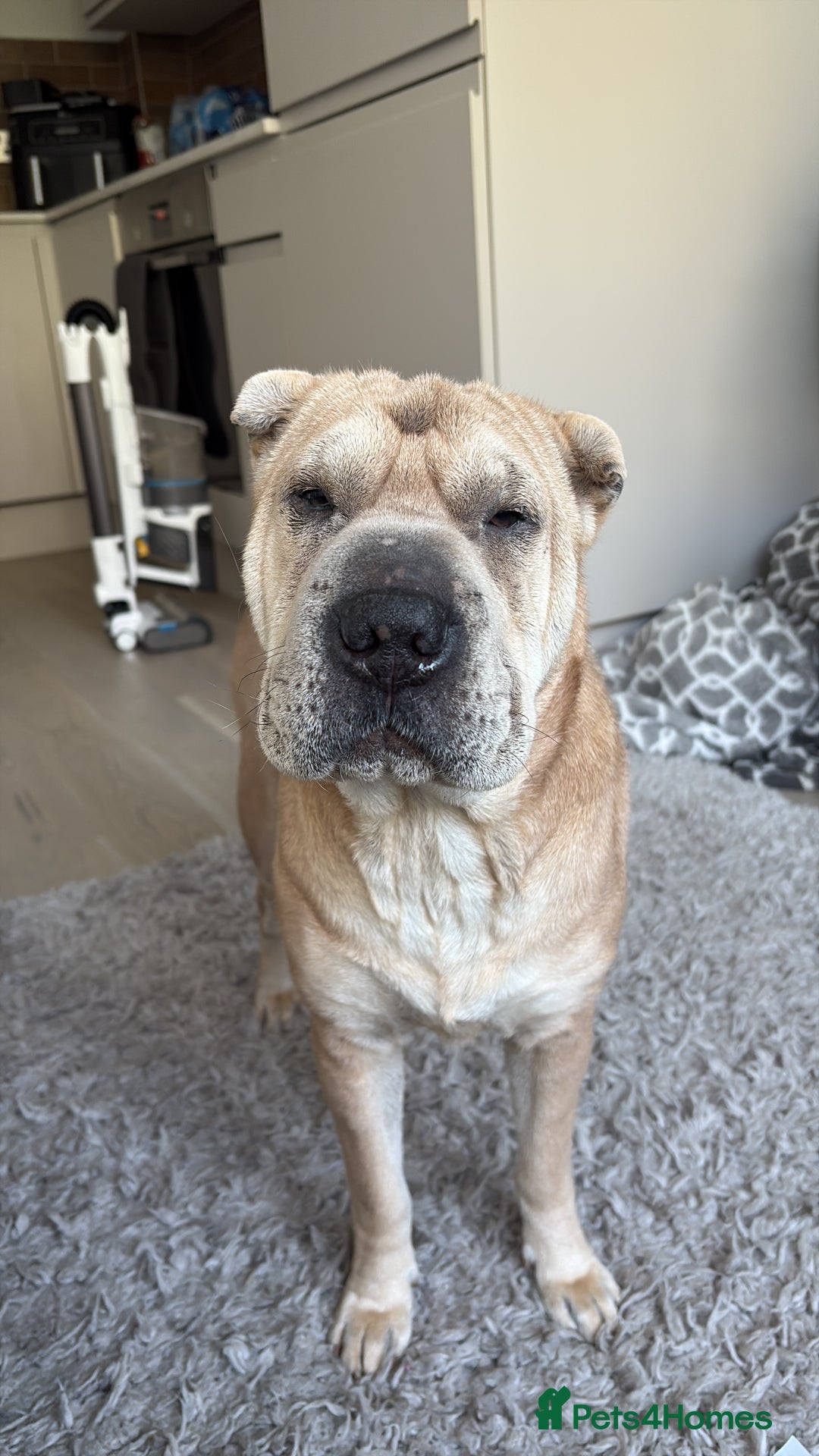 Shar Pei dogs for stud: Looking for a stud! - Advert 7