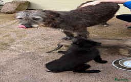 Irish Wolfhound dogs for sale: Irish wolfhound puppies - Image 17