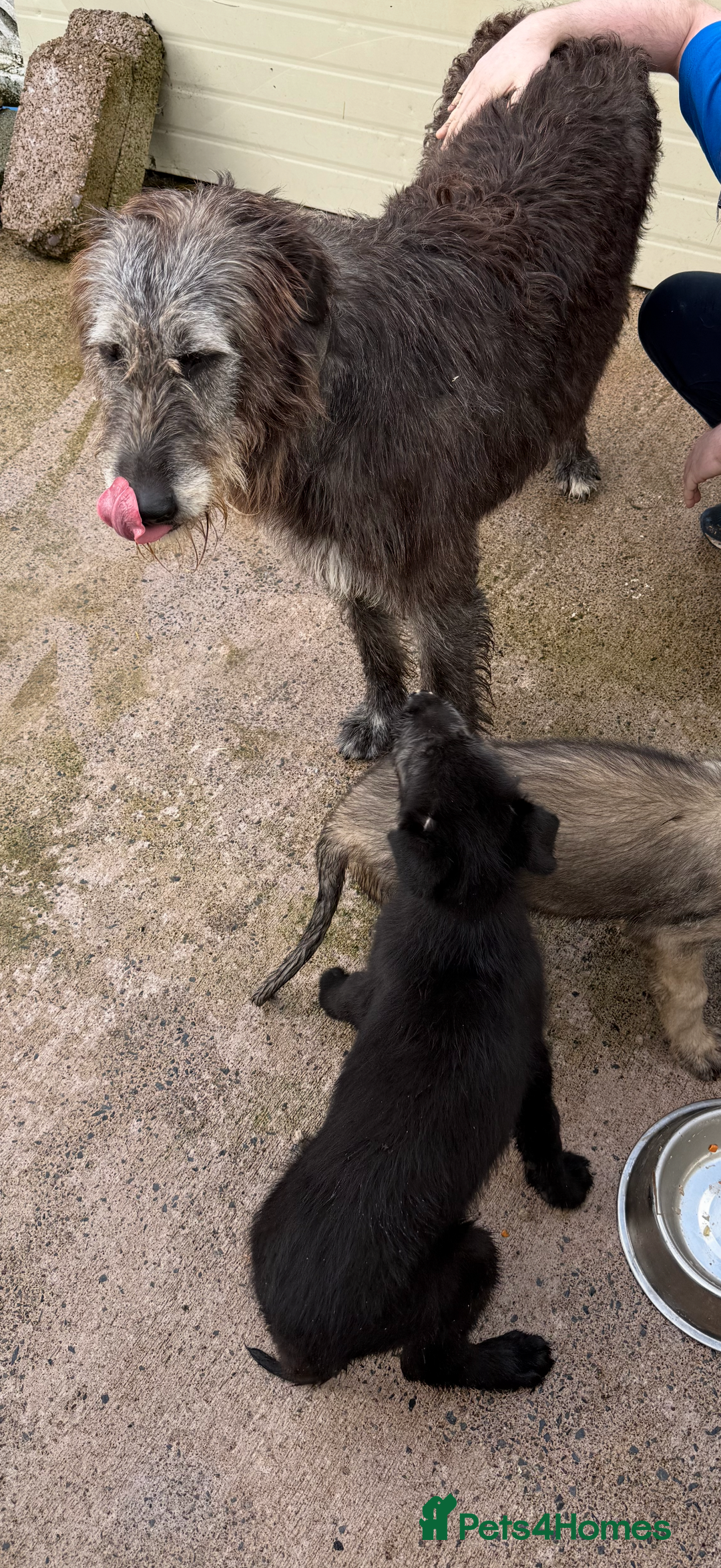 Irish Wolfhound dogs for sale: Irish wolfhound puppies - Image 17