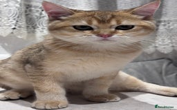 British Shorthair cats for sale: BSH GCCF Girl and Boy NY 12 GOLDEN BLACK SHEDDED  in Basildon - Image 13