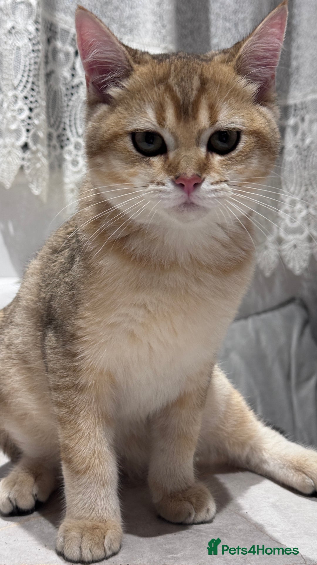 British Shorthair cats for sale: BSH GCCF Girl and Boy NY 12 GOLDEN BLACK SHEDDED  in Basildon - Image 13