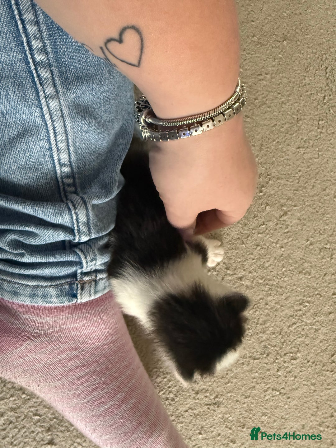 Mixed Breed cats for sale: Half Maine coon kittens.  - Advert 7