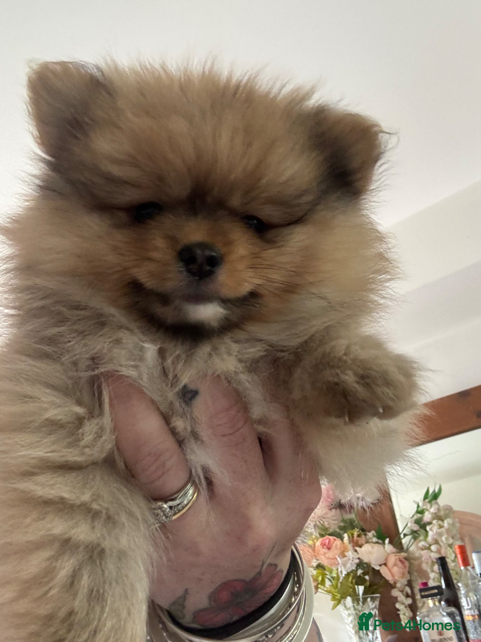 Pomeranian dogs Pomeranian (Teddy Bear)  - Advert 1