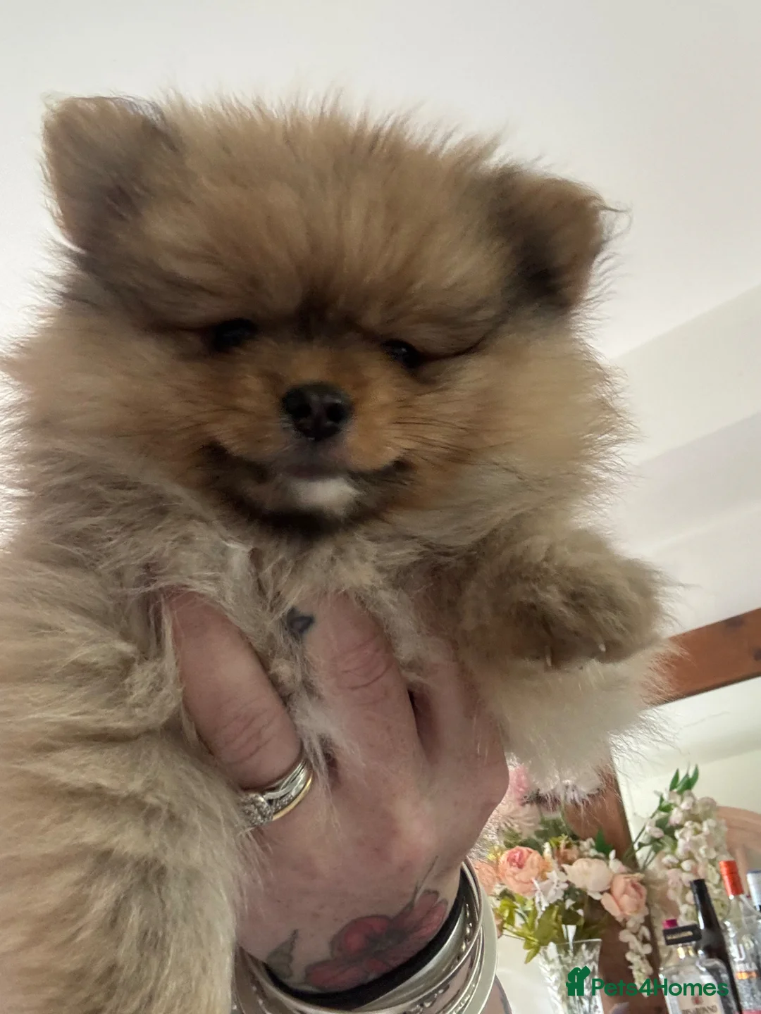 Pomeranian dogs for sale: Pomeranian (Teddy Bear)  - Advert 1