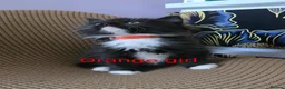Mixed Breed cats for sale: Beauty litter of ragcoon -tuxedo cross  in Preston - Advert 11