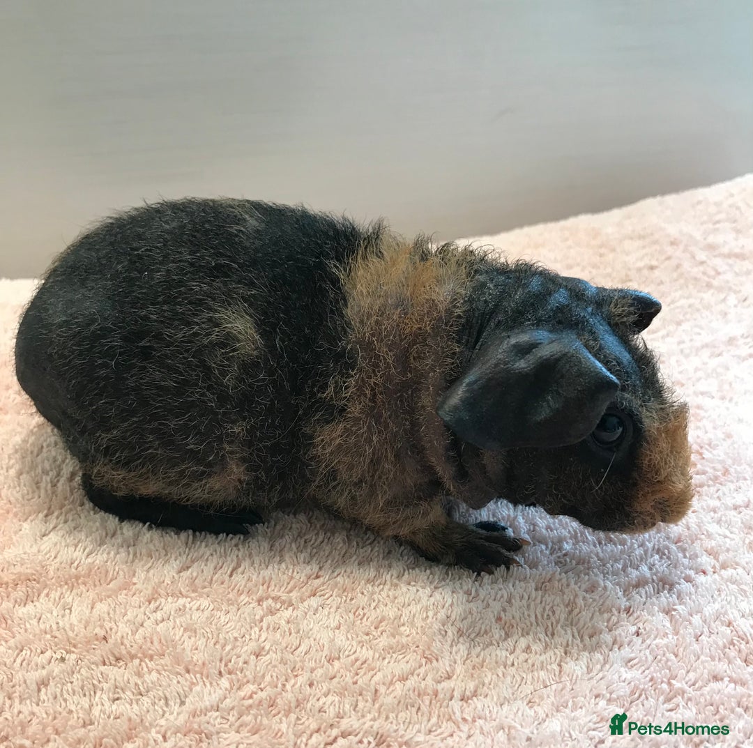 Guinea Pig rodents for sale: Skinny Boar - Werewolf Sow - Sow & Daughter Tweed  - Image 7