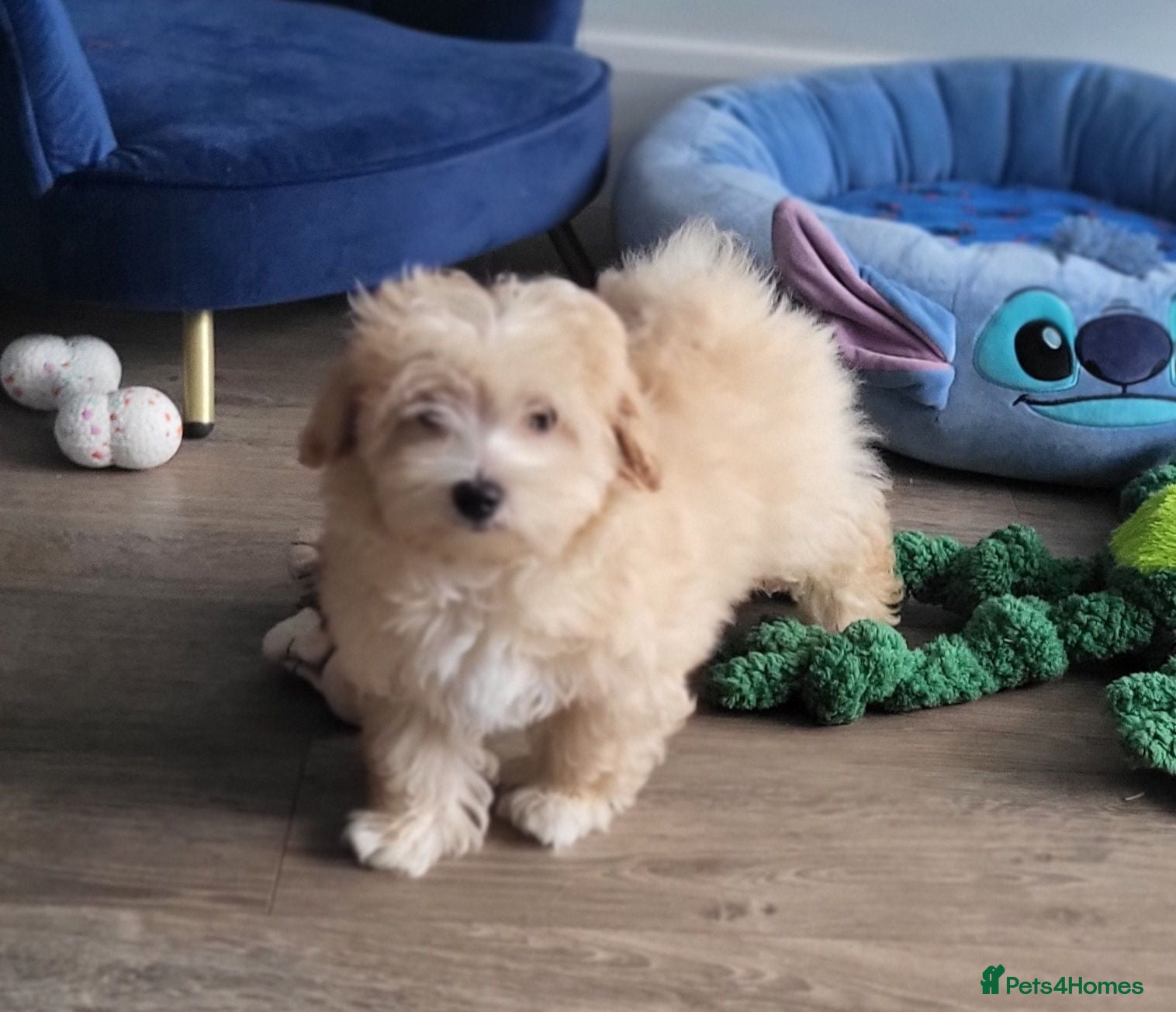 Maltipoo dogs 2 left Gorgeous Asian F1 small Maltipoos - Advert 1