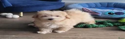 Maltipoo dogs for sale: 2  F1 Asian small Maltipoo Girls - Advert 2
