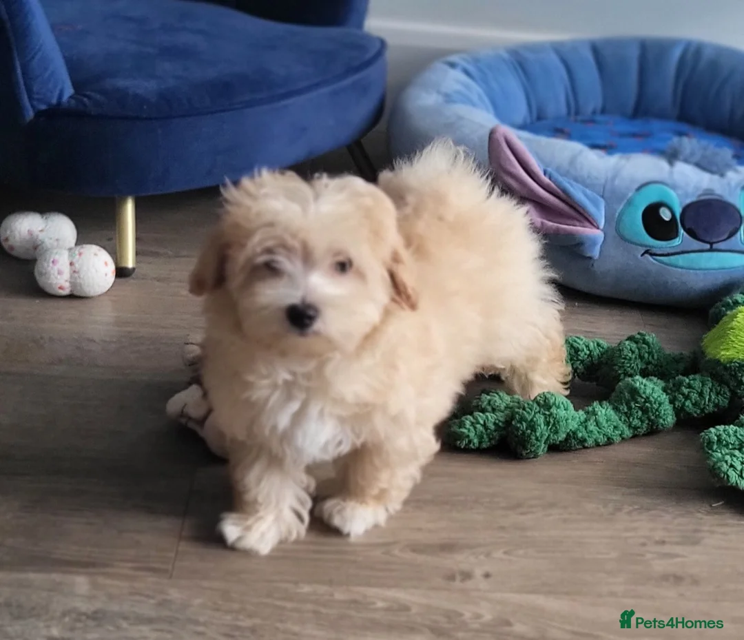 Maltipoo dogs for sale: 2  F1 Asian small Maltipoo Girls - Advert 2