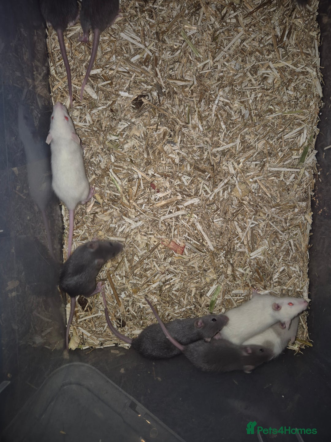 Rat rodents for sale: Male and female rats  - Advert 1