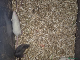 Rat rodents Male and female rats - Advert 12