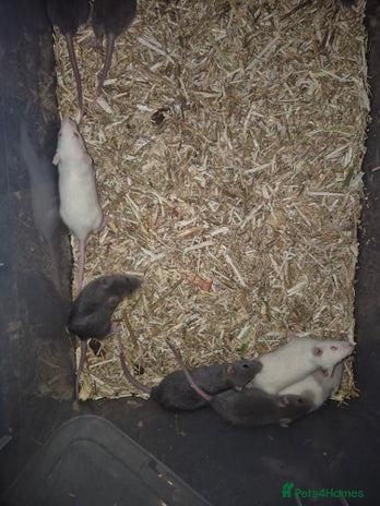 Rat rodents Male and female rats - Advert 1