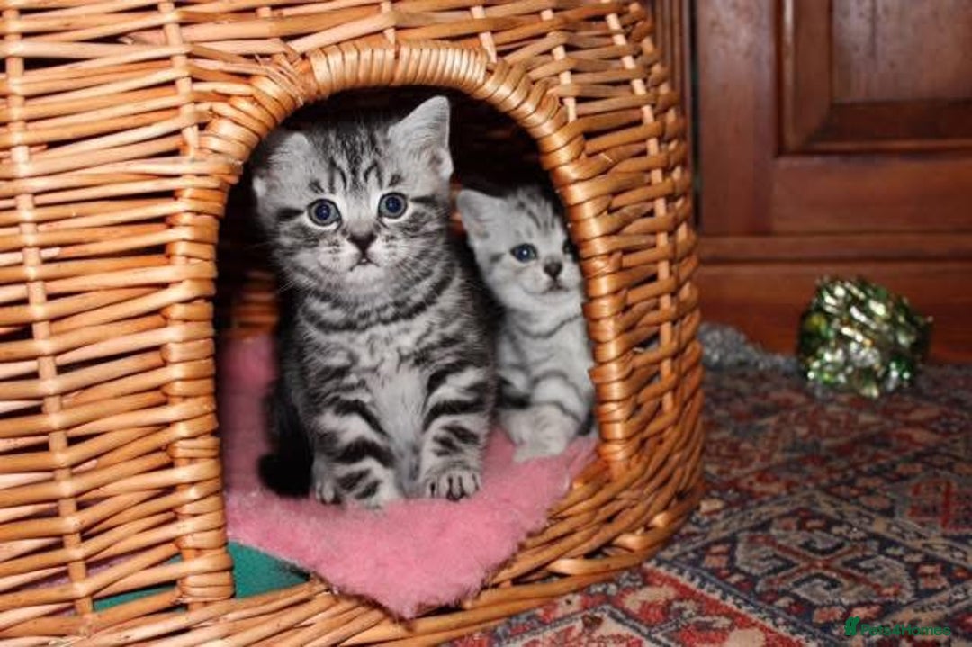 British Shorthair cats for sale: Silver Tabby also Brown Spotted Kittens - Image 28