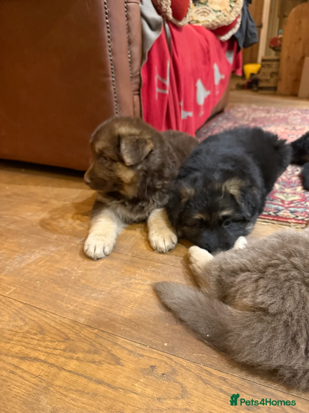German Shepherd dogs for sale: KC reg health tested parents  - Advert 11