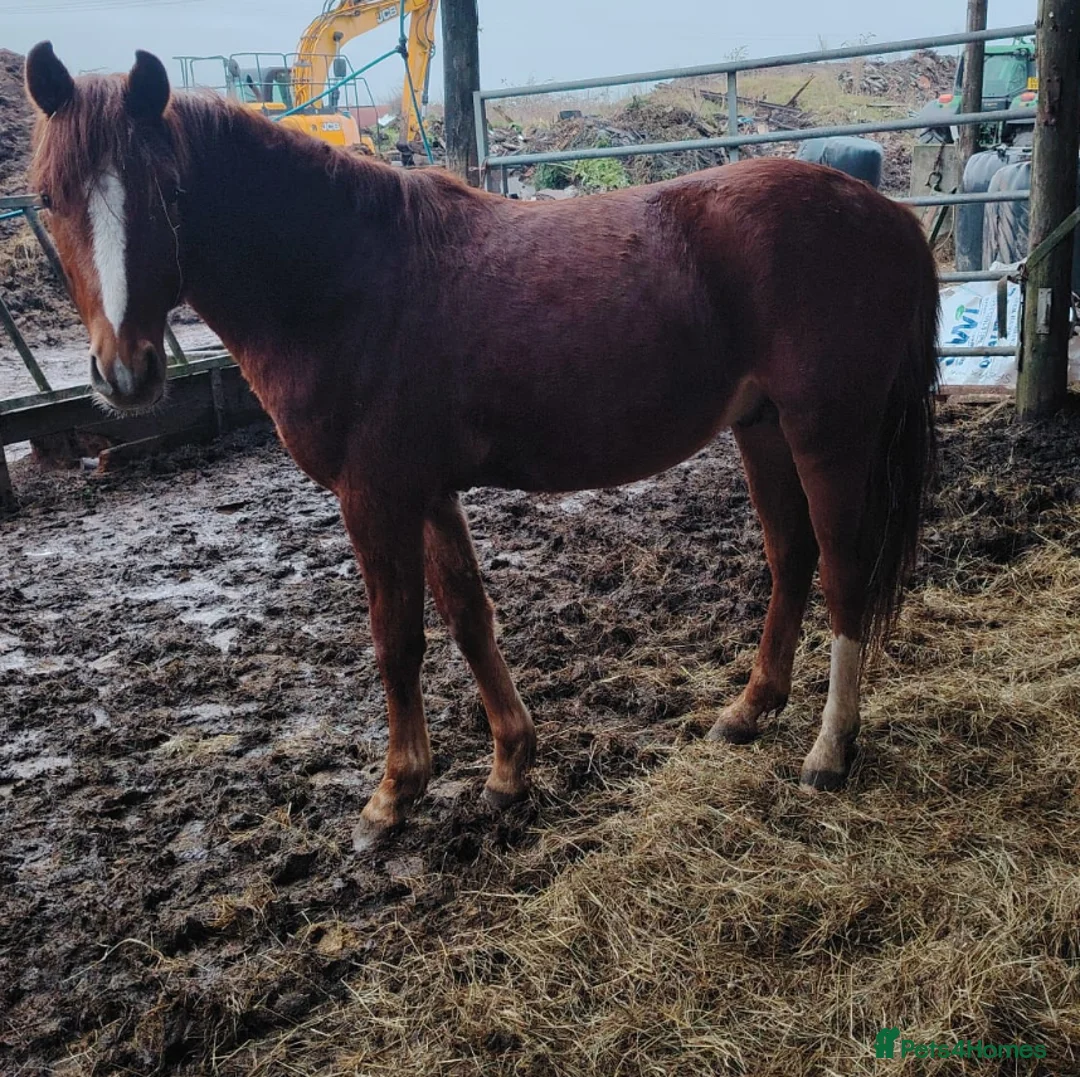 British Warmblood horses for sale: Sports horse and pony colts  - Advert 3